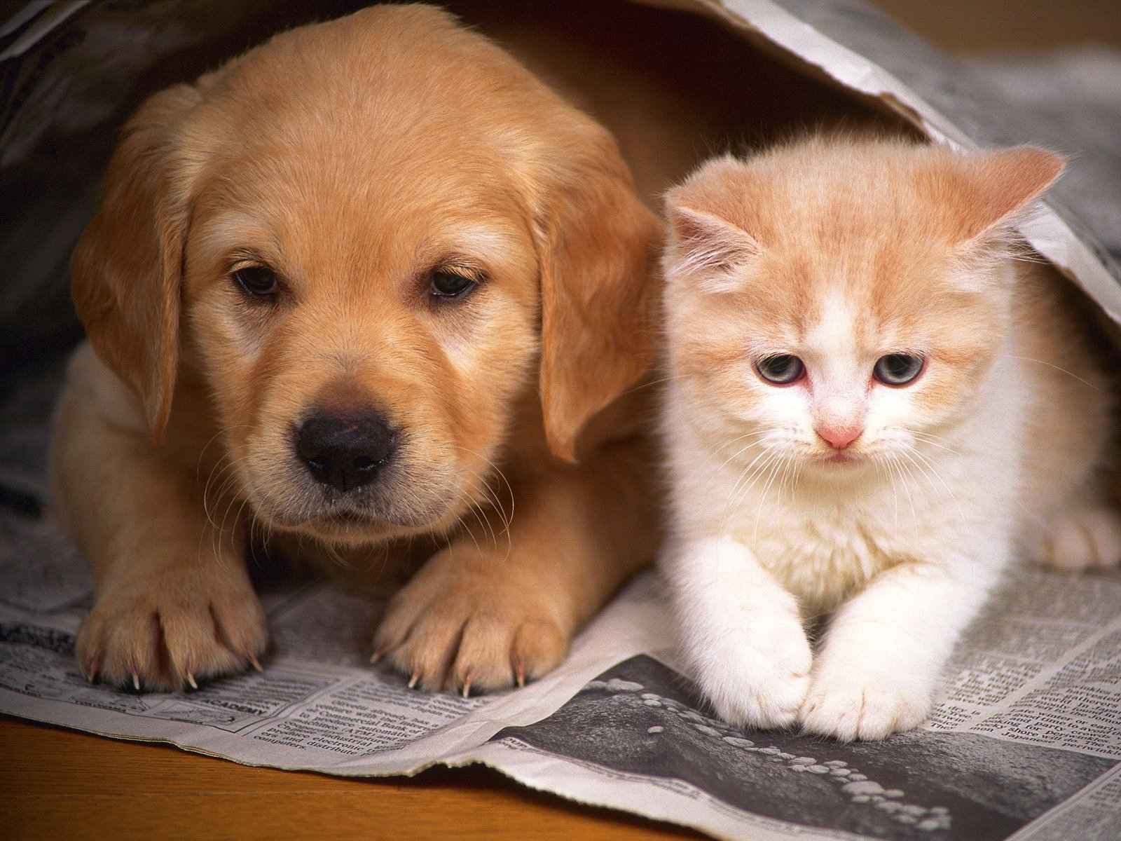 Cute Kitten And Puppy Backgrounds - Anna Blog